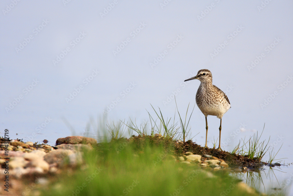 Single Wood sandpiper bird on grassy wetlands during a spring nesting period Single Wood sandpiper bird on grassy wetlands during a spring nesting period