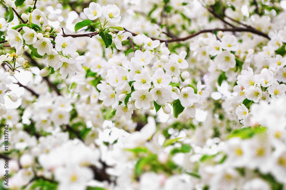 Closeup branch of spring apple tree blossoms as a natural background. Closeup branch of spring apple tree blossoms as a natural background.