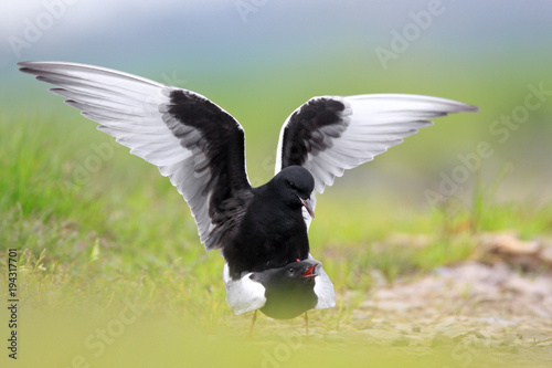 Pair of mating White-winged Black Tern birds on grassy wetlands during a spring nesting period