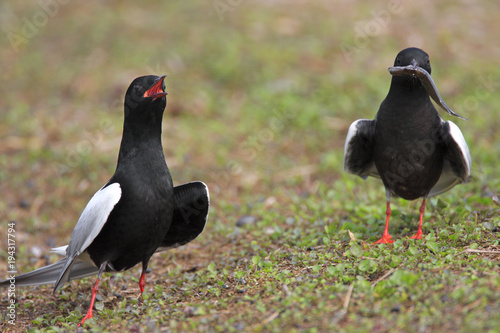 Pair of White-winged Black Tern birds on grassy wetlands during a spring nesting period photo