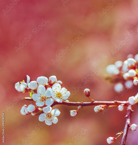 blossoming spring branch of a fruit tree with white flowers. shallow depth of field, selective focus. tinted photo