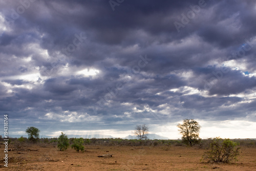 Obraz na płótnie Dry landscape covered in acacia trees and angry storm clouds in the sky, Kruger