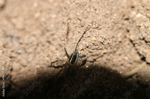 Spider crawls on the street on the ground, macro