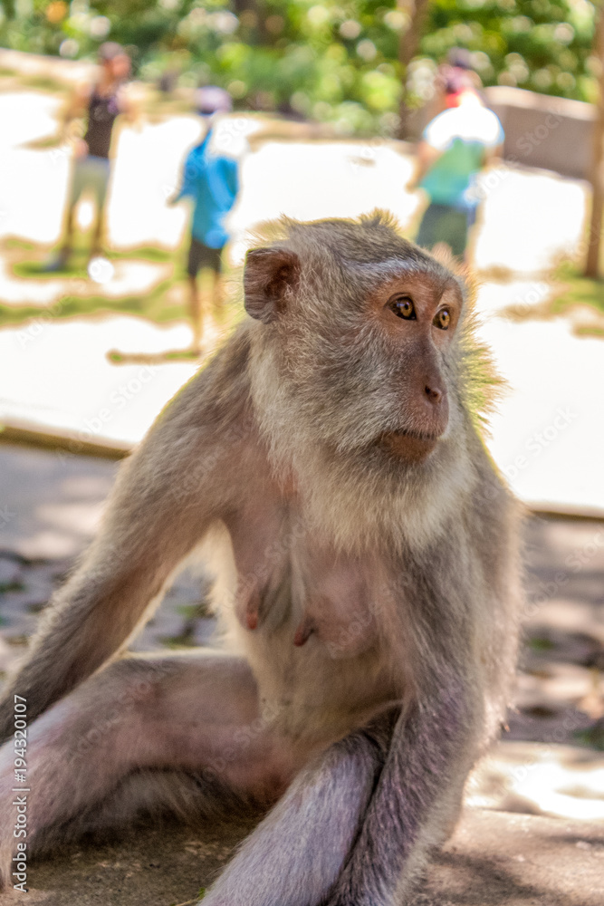Naklejka premium Sitting monkey in Monkey Forest Ubud