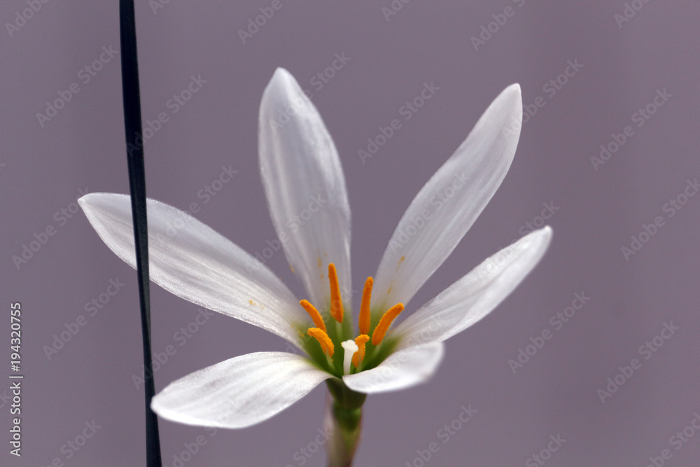 Naklejka premium Fresh white floret on the purple background