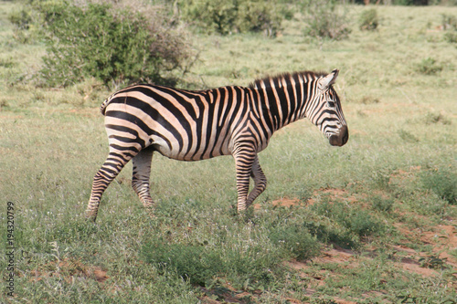 afrikanisches Zebra im Nationalpark