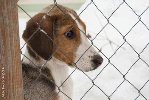 A puppy of a Russian peggy hound (English foxhound) sits behind a net. Close-up portrait. The head is turned to the right.
