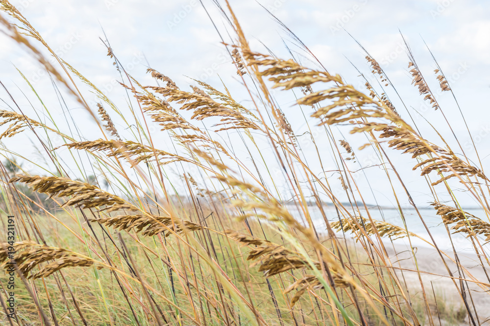 Tall Green Grass on the Ocean Dunes Tall Green Grass on the Ocean Dunes