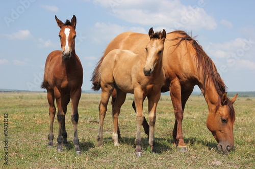 Fototapeta Naklejka Na Ścianę i Meble -  Horses on the field