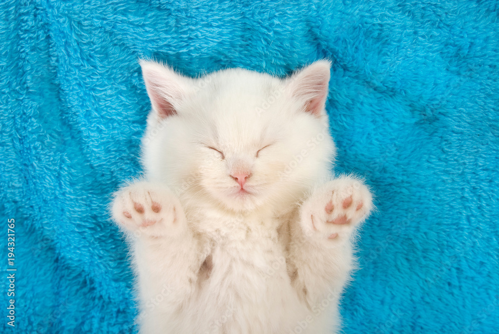 Weißes Kätzchen schläft auf blauer Decke