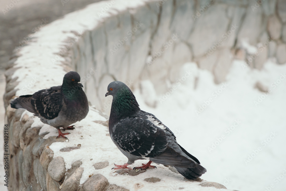 Two gray pigeons opposite each other on round fence in park in winter. Birds look into each other's eyes. Two gray pigeons opposite each other on round fence in park in winter. Birds look into each other's eyes.