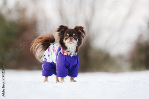 brown chihuahua dog posing outdoors in clothes