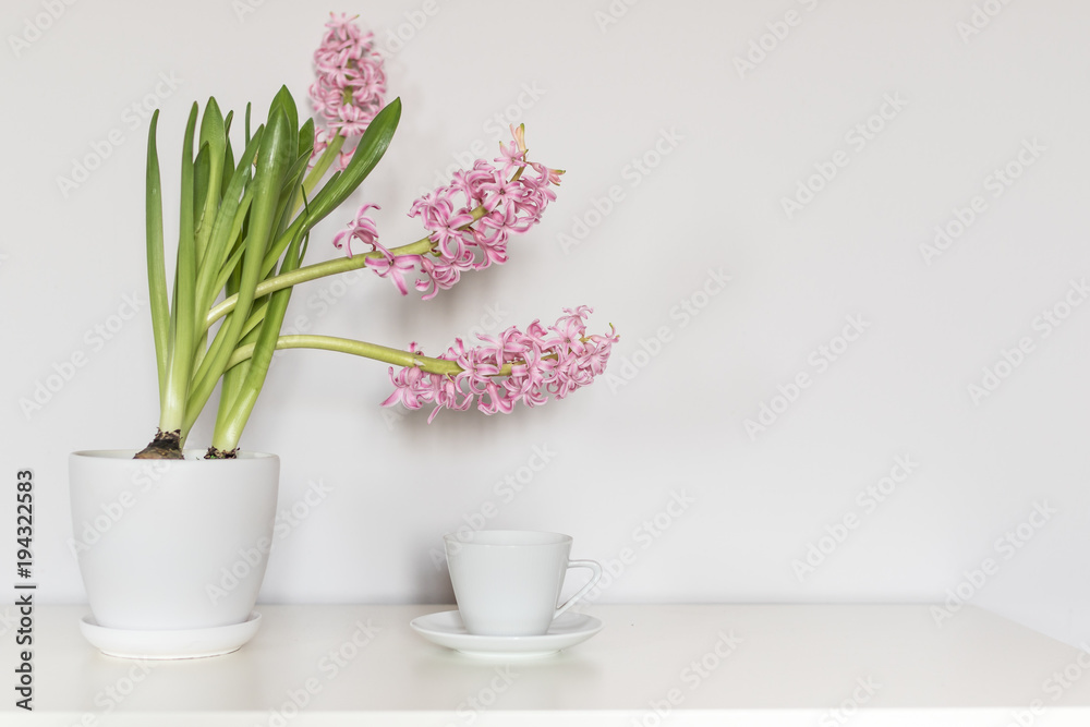 Pink hyacinth flower in the white pot standing next to one cup of coffee International Women's Day