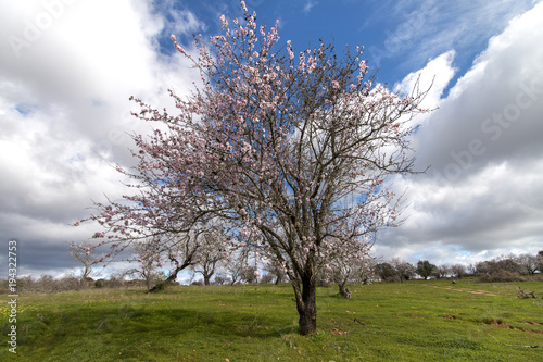 Beautiful almond trees