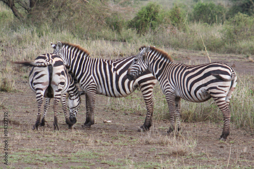 afrikanische Zebras im Nationalpark