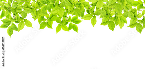 Green leaves white background Floral banner