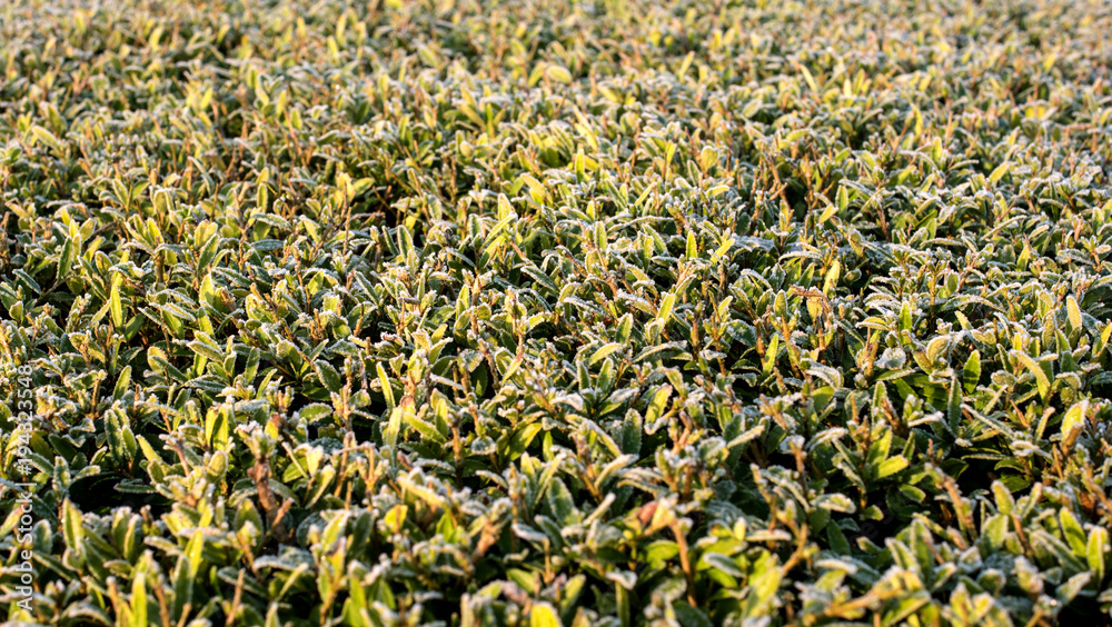 Green foliage with hoarfrost. Photographed by a frosty day. Texture. Background.
