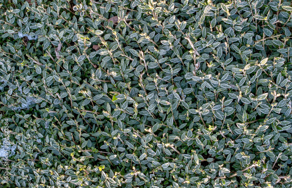 Green foliage with hoarfrost. Photographed by a frosty day. Texture. Background.