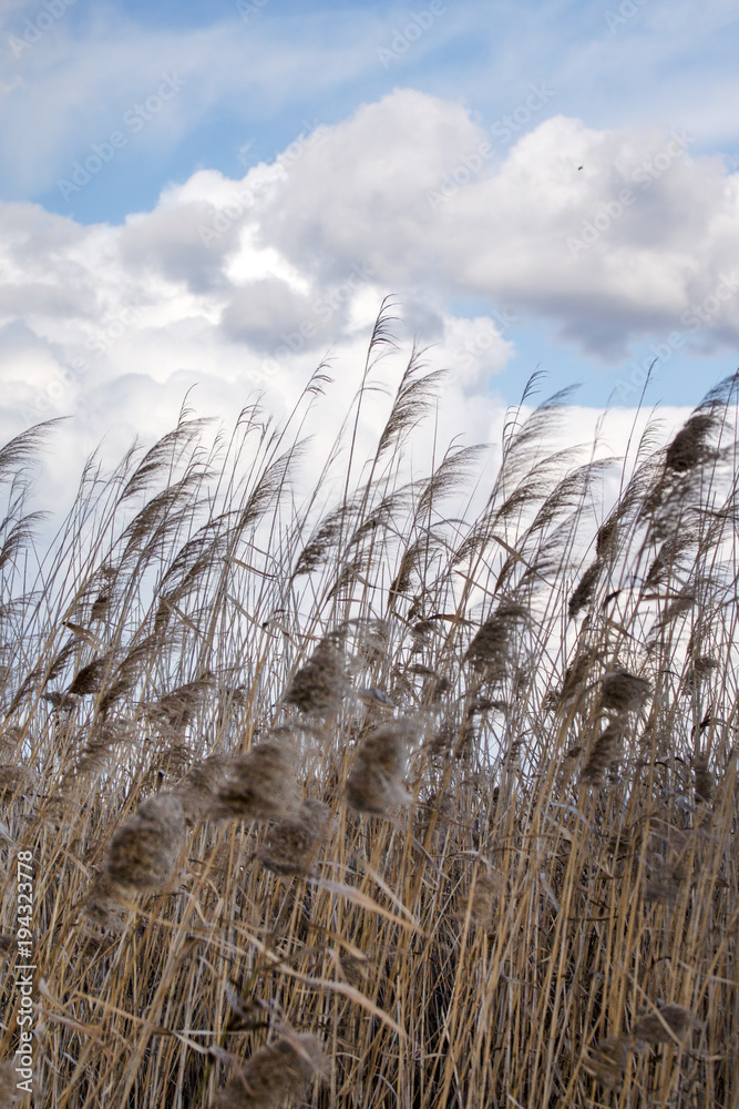 Fototapeta premium tall grass in the swamps
