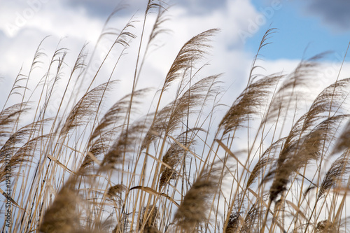 tall grass in the swamps