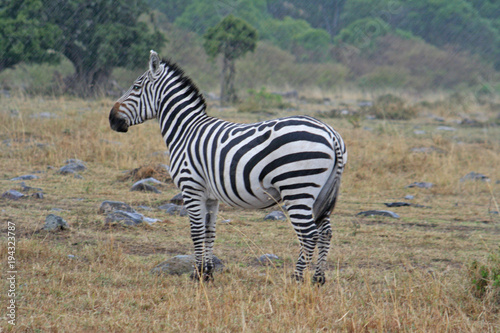 afrikanisches Zebra im Nationalpark