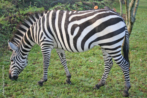 afrikanisches Zebra im Nationalpark