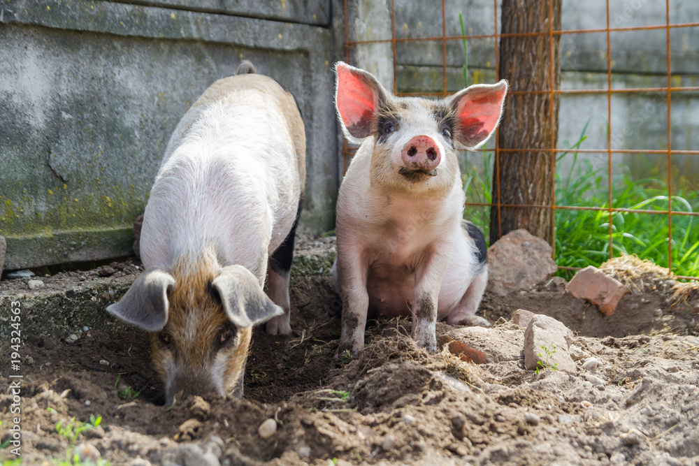 Two cute piglets playing free in the backyard, in a beautiful day of spring. Two cute piglets playing free in the backyard, in a beautiful day of spring.