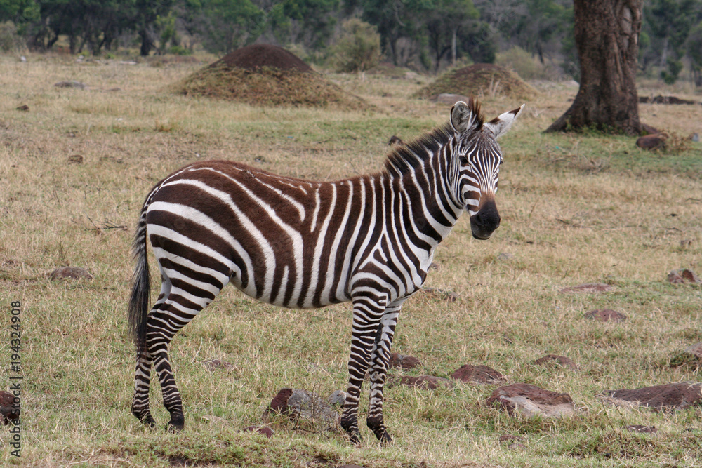Fototapeta premium afrikanisches Zebra im Nationalpark