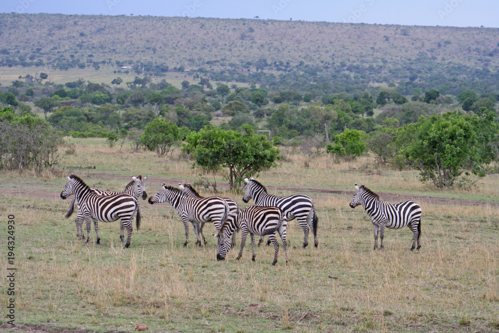 Naklejka premium eine Herde afrikanischer Zebras