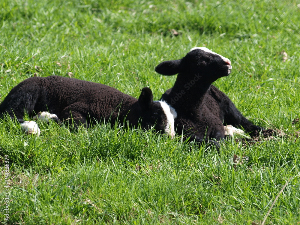 Sheep and lambs on green meadows in Moerkapelle, Netherlands Sheep and lambs on green meadows in Moerkapelle, Netherlands