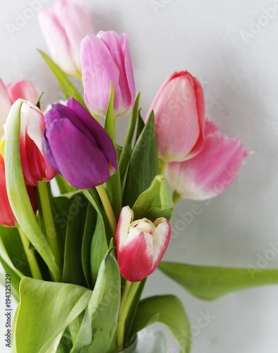 
spring flowers tulips