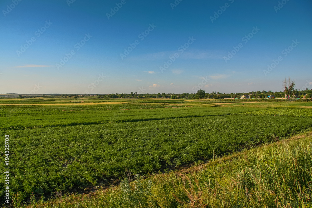 Tavriysky blooming steppe in summer