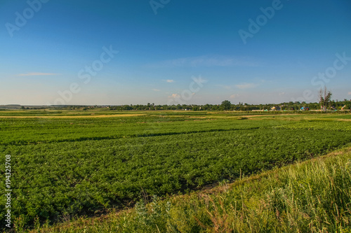 Tavriysky blooming steppe in summer