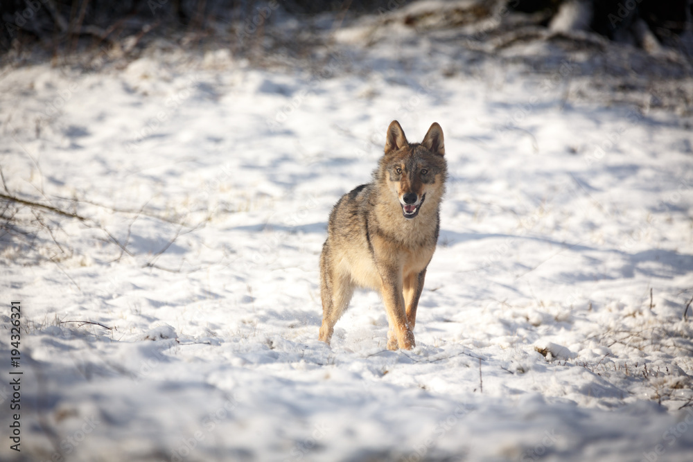 Fototapeta premium Wolf im Winter