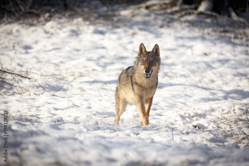 Wolf im Winter © Nadine Haase