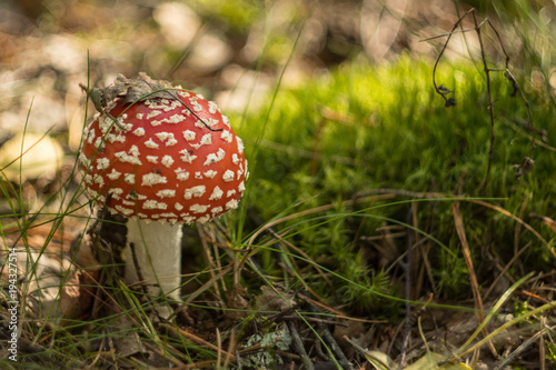 Amanita Muscaria (fly-agaric) in the autumn forest on a sunny day