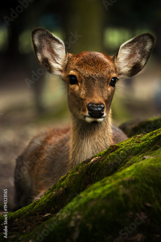 Deer Park in Nara, Japan