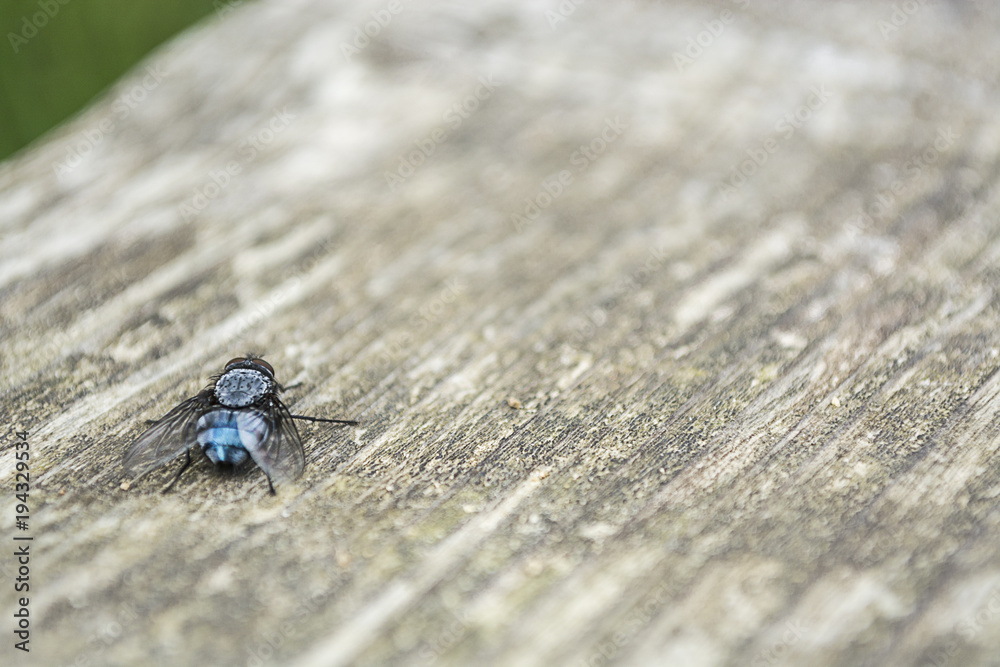 Obraz premium fly on table