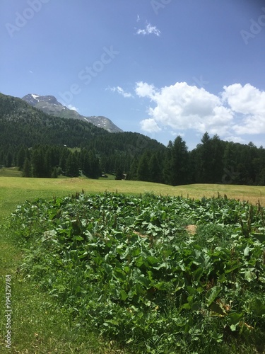 Wallpaper Mural landscapes  Torontodigital.ca