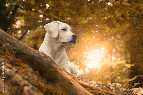 Fototapeta Naklejka Na Ścianę i Meble -  young labrador dog puppy in forest during an golden yellowautumn walk