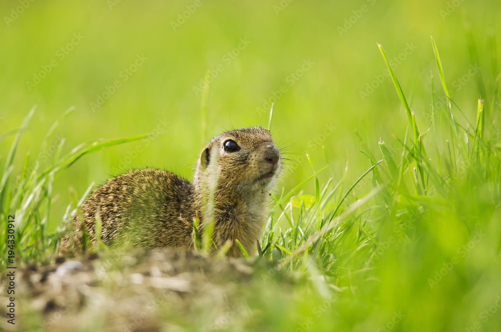 European Ground Squirrel, Spermophilus citellus, rodent in natural habitat, wild conditions, Slovakia European Ground Squirrel, Spermophilus citellus, rodent in natural habitat, wild conditions, Slovakia
