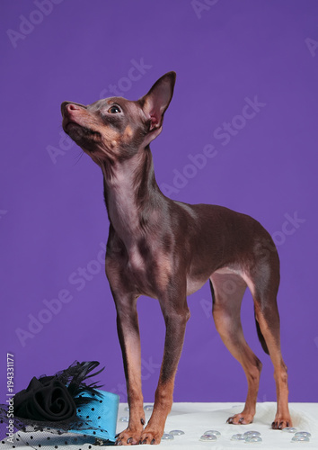 Dog Russian Toy Terrier, on a purple background