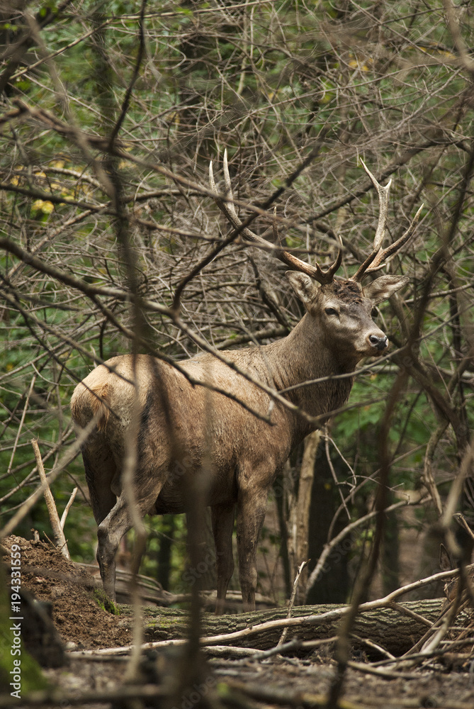 Fototapeta premium Red Deer, Cervus elaphus, herbivore in autumn forest, Europe