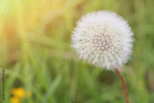 Dandelion in the green summer field