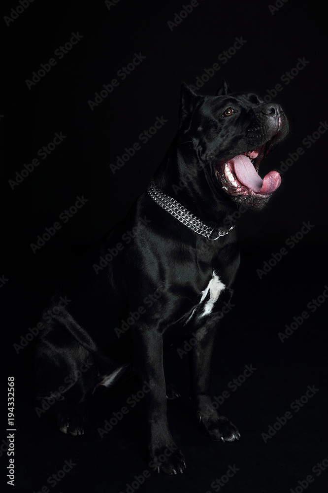 Cane-corso black dog, on a black background Cane-corso black dog, on a black background