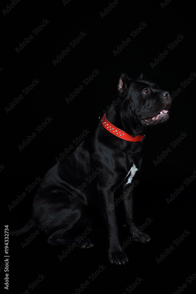 Cane-corso black dog, on a black background