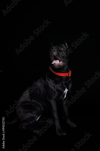 Fototapeta Naklejka Na Ścianę i Meble -  Cane-corso black dog, on a black background