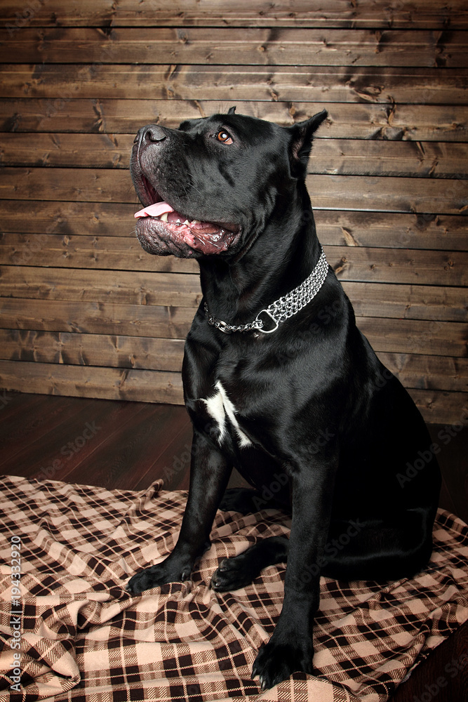 cane corso black dog, on a brown background cane corso black dog, on a brown background