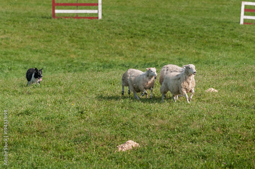 Fototapeta premium Stock Dog Runs Sheep (Ovis aries) Through Herding Course