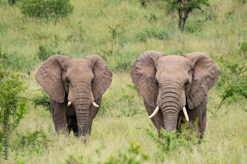 African Elephants Spotted On Safari photo